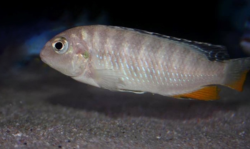 Tropheops sp. 'red fin' Mara Rocks